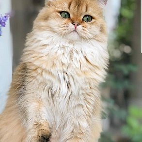 Шотландская прямоухая кошка