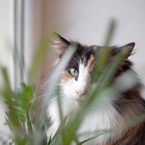 Норвежская лесная кошка