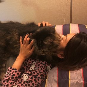 Норвежская лесная кошка