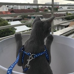 Тайская кошка
