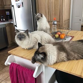Норвежская лесная кошка