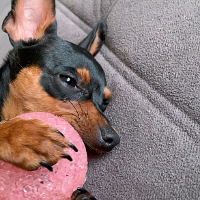 Немецкий пинчер