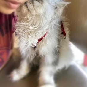 Персидская кошка