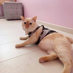 Меконгский бобтейл