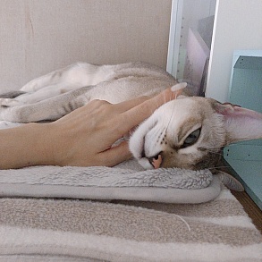 Сингапурская кошка