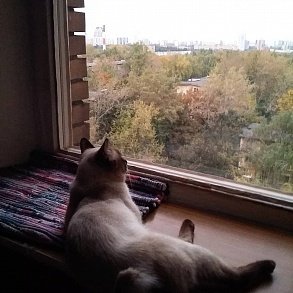 Меконгский бобтейл