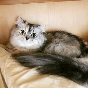 Рагамаффин