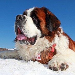 Сенбернар