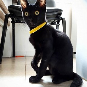 Бомбейская кошка