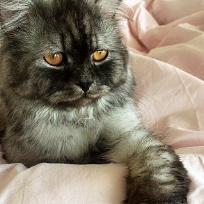 Персидская кошка