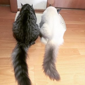 Норвежская лесная кошка