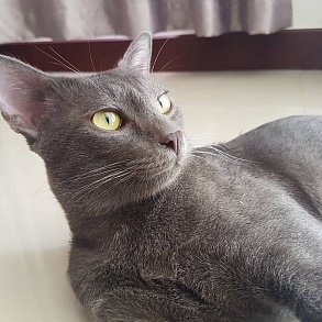 Корат
