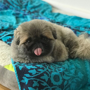 Пекинес