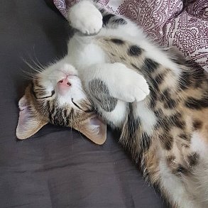 Европейская короткошерстная кошка