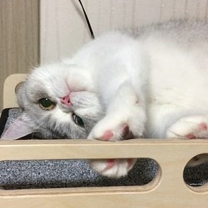 Шотландская прямоухая кошка