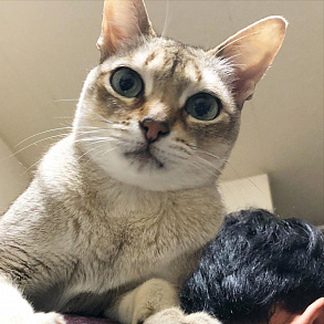 Сингапурская кошка