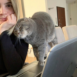 Шотландская прямоухая кошка