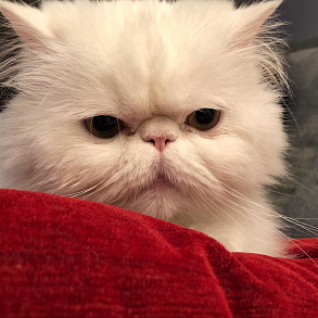Персидская кошка