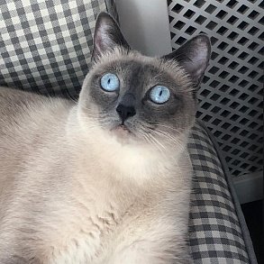 Меконгский бобтейл