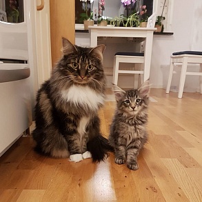 Норвежская лесная кошка