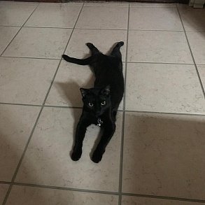 Бомбейская кошка