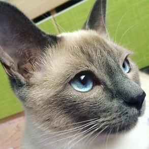 Тонкинская кошка
