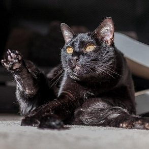 Бомбейская кошка