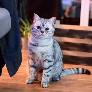 Шотландская прямоухая кошка