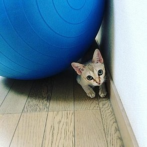Сингапурская кошка