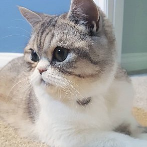 Шотландская прямоухая кошка