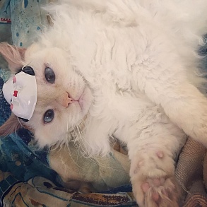Скукум