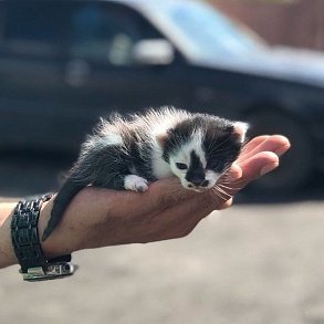Персидская кошка