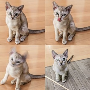 Сингапурская кошка