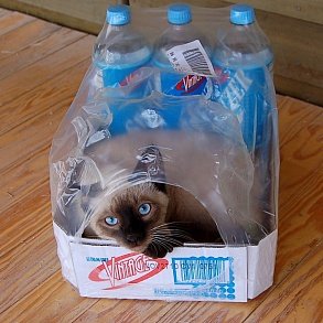 Тайская кошка