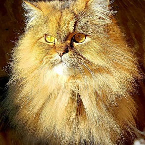 Персидская кошка