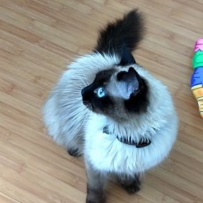 Балинезийская кошка