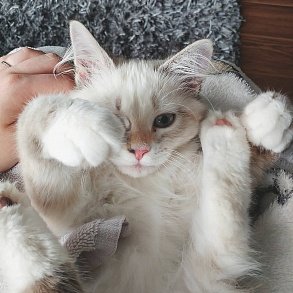 Сибирская кошка