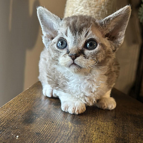 Минскин