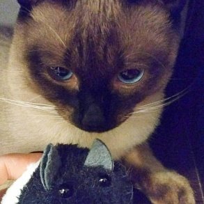 Тайская кошка