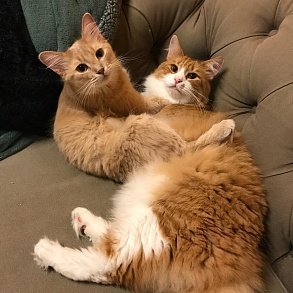 Норвежская лесная кошка