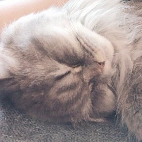 Персидская кошка