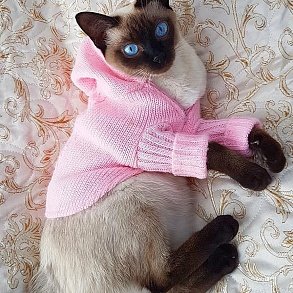 Меконгский бобтейл
