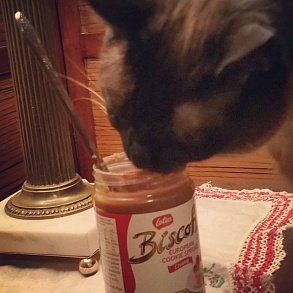 Сиамская кошка