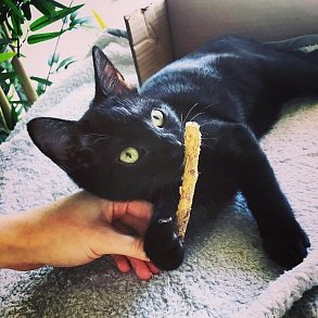 Бомбейская кошка