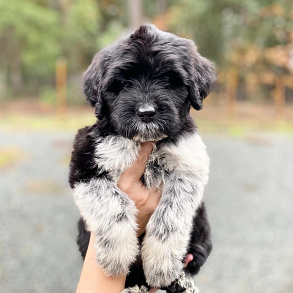 Португальская водяная собака