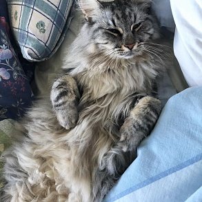 Норвежская лесная кошка