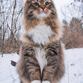 Рагамаффин