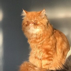 Персидская кошка
