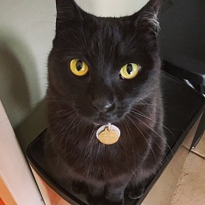 Бомбейская кошка