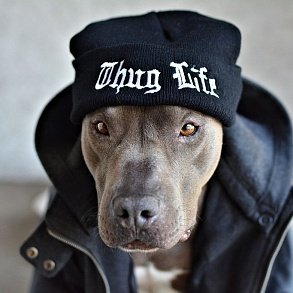 Питбуль